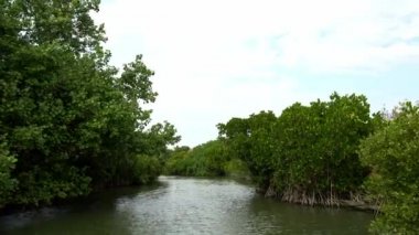 4K, aşağıdan Mangrove Ormanı, bir teknede ilerliyor. Sihcao 'nun mangrov orman nehrinin güzel manzarası. Tainan City 'deki Taijiang Ulusal Parkı' nın sularına yeşillik yansıdı. Tayvan, ROC-Dan