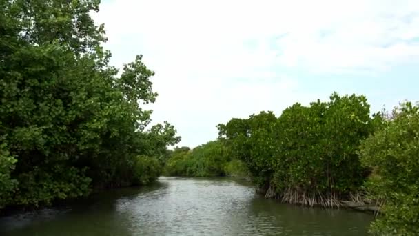 Bosque Manglares Desde Abajo Avanzando Barco Hermosa Vista Del Río — Vídeo de stock