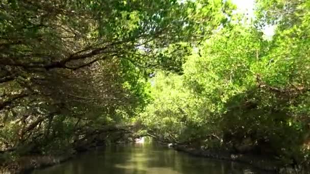 Beautiful View Lush Greenery Reflected Water Peaceful Stream Green Tunnel — Stock Video