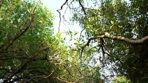 4K, forêt de mangroves d'en bas, regardant au-dessus tout en avançant sur le bateau. Belle vue sur la verdure luxuriante d'un ruisseau paisible sous le tunnel vert des mangroves à Sihcao Reserve-Dan 
