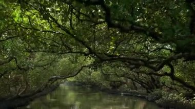 4K, yemyeşil yemyeşil güzel manzara Tayvan-Dan Taijiang Ulusal Parkı 'ndaki Sihcao Vahşi Yaşam Koruma Alanındaki yeşil ağaçların yeşil tünelinin altındaki huzurlu bir akarsuyun suyuna yansıyor.