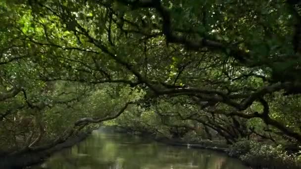 Gyönyörű Kilátás Buja Növényzet Tükröződik Víz Egy Békés Patak Alatt — Stock videók