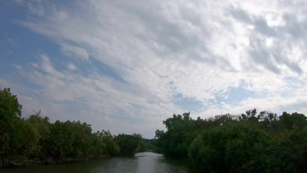 Bosque Manglares Desde Abajo Avanzando Barco Hermosa Vista Del Río — Vídeos de Stock