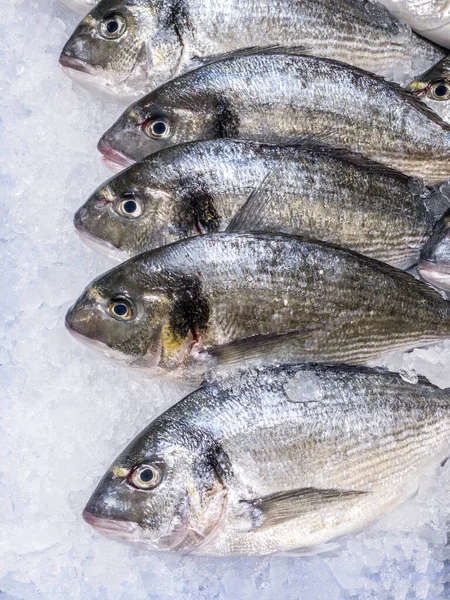 Close Up of fresh sea bream in a supermarket refrigerated display case. Uncooked fresh seafood. Fresh gilt-head fish on ice at market store shop. Sea food concept