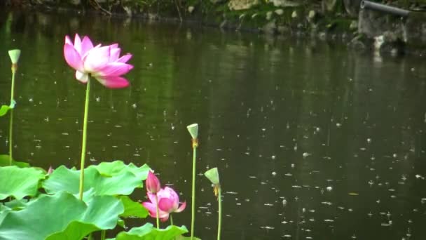 Pink Flower Lotus Pond Chung Shan Park Dalam Hari Hujan — Stok Video