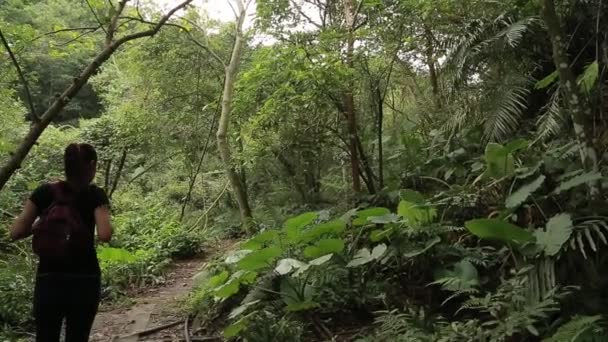 Dziewczyna Dżungli Tajwan Kobieta Turysta Idzie Majestatyczny Górski Las Chodnik — Wideo stockowe