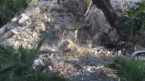 Una Enorme Excavadora Con Demolición Hidráulica Trabajando Sitio Construcción Destruyendo — Vídeo de stock