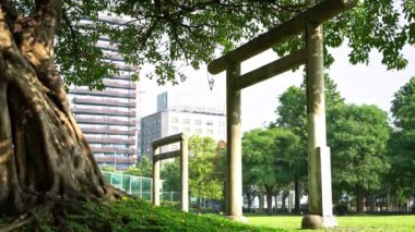 4K. Kangle Parkı 'nda güzel bir manzara. Japon torii kapısı ve Taipei şehrinde büyük yaşlı bir ağaç var.