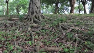 Ağaç Baniano-Ficus benghalensis-Dan