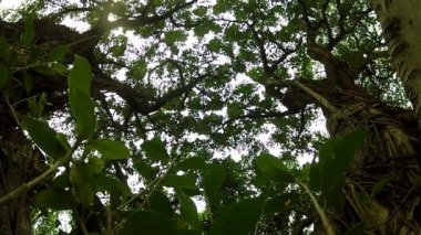Ağaç Baniano-Ficus benghalensis-Dan