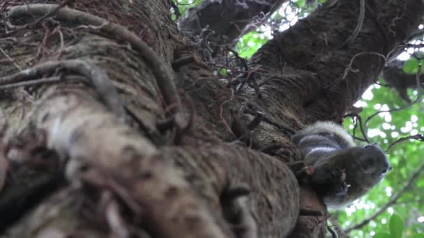 Écureuil Pallas Dans Parc Daan Taipei Ville Dan — Video