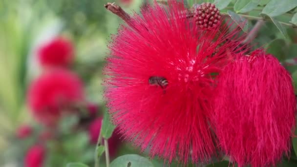 Μέλι Μέλισσα Συλλογή Νέκταρ Από Calliandra Αιματοκέφαλο Λουλούδι Στο Πάρκο — Αρχείο Βίντεο