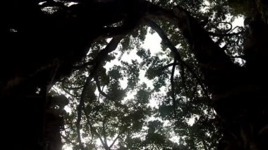 Ağaç Baniano-Ficus benghalensis-Dan