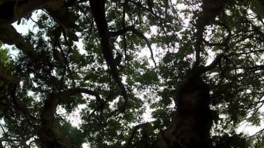 Ağaç Baniano-Ficus benghalensis-Dan