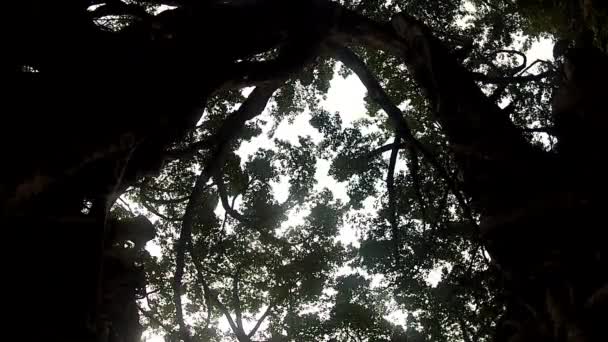 Árvore Baniano Ficus Benghalensis Dan — Vídeo de Stock