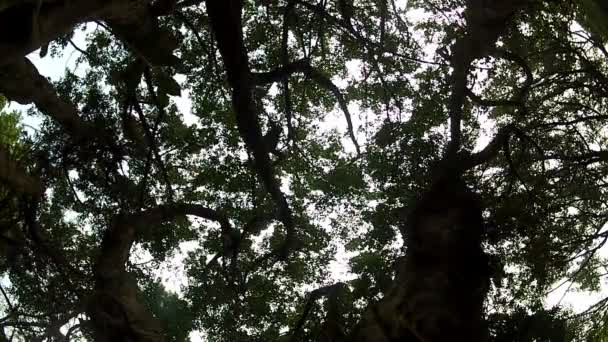 Ağaç Baniano Ficus Benghalensis Dan — Stok video