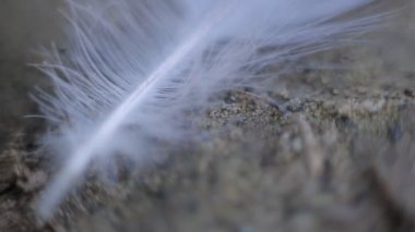 Dan topraklarının yüzeyinde Macro Bird 'ün Tüyü