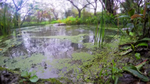Βρέχει Μέρα Στην Οικολογική Πισίνα Στο Κέντρο Του Δάσους Daan — Αρχείο Βίντεο