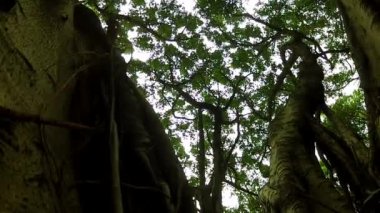 Ağaç Baniano-Ficus benghalensis-Dan