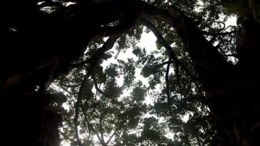 Ağaç Baniano-Ficus benghalensis-Dan