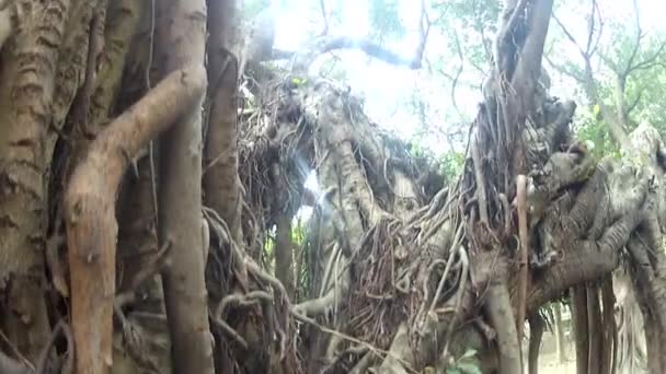 Albero Baniano Ficus Benghalensis Dan — Video Stock