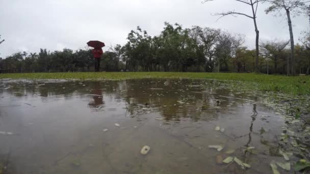 Egy Ember Caurcasia Séta Esernyővel Eső Napján Nyilvános Daan Forest — Stock videók