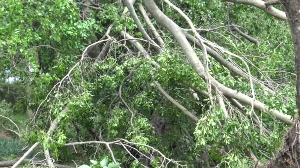 Devrilen Ağaç Hasarı Tropikal Fırtınanın Tayvan Daan Parkında Vurmasından Sonra — Stok video