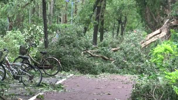 Taipei Taiwan Srpen 2015 Bike Lane Damage Tropical Storm Hits — Stock video