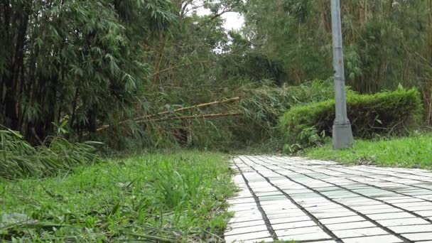 Daños Bosque Bambú Después Que Tormenta Tropical Golpea Taiwán Tifón — Vídeo de stock