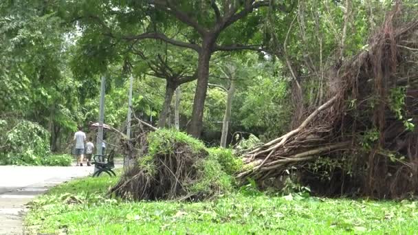 Taipei Tchaj Wan Srpen 2015 Park Padlých Stromů Poškození Tropické — Stock video