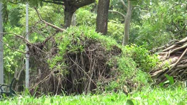 Taipei Tchaj Wan Srpen 2015 Park Padlých Stromů Poškození Tropické — Stock video