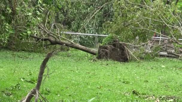 Park Fallen Tree Damage Tropical Storm Hits Taiwan Typhoon Soudelor — стокове відео