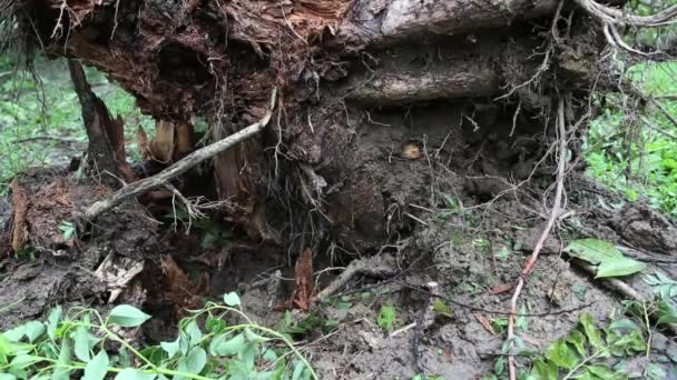 Radici Alberi Caduti Relitti Dal Parco Daan Distrutto Dal Tifone — Video Stock