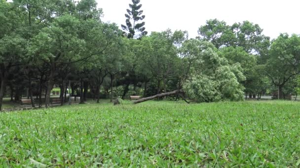 Dano Árvore Caída Parque Após Tempestade Tropical Atinge Taiwan Tufão — Vídeo de Stock