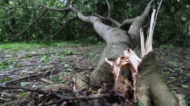 Árboles Caídos Restos Del Parque Daan Destruidos Por Tifón Soulik — Vídeos de Stock