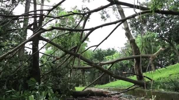 Упавшие Деревья Обломки Парка Даан Уничтоженные Тайфуном Суликом Тайбэе Тайвань — стоковое видео