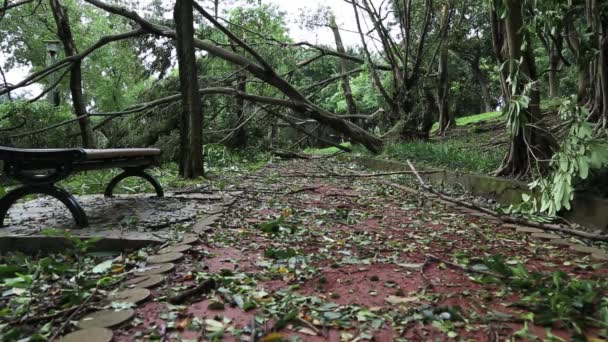 Πτυσσόμενα Δέντρα Και Συντρίμμια Από Πάρκο Daan Καταστράφηκαν Από Τον — Αρχείο Βίντεο