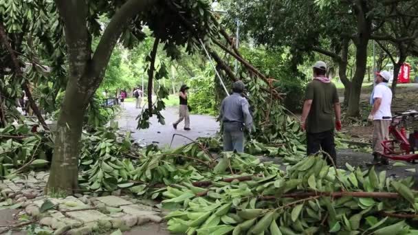 2013年7月13日台北市 台風ソリクによる大安公園の木々や倒木 残骸を伐採する人々自然災害 モンスーン ハリケーン ダンについての動画に最適 — ストック動画