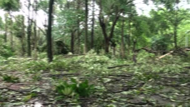 2013 이페이에서 타이베이에서 리크에 파괴된 공원에서 떨어진 나무와 천재지변 재난에 — 비디오