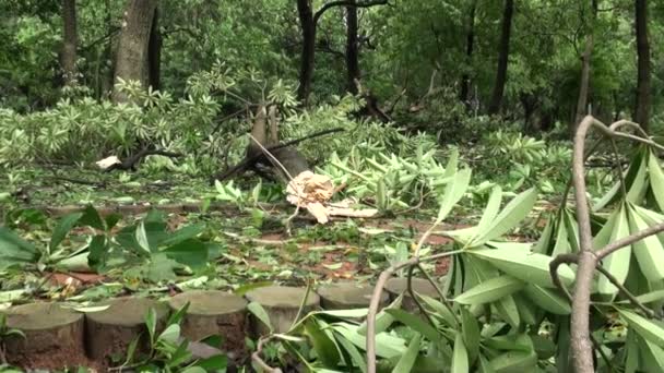 Gevallen Bomen Wrakstukken Uit Daan Park Vernietigd Door Typhoon Soulik — Stockvideo