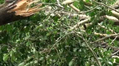 Tayvan 2013 'te Tayvan' da, Soulik tayfunu tarafından yıkılan ağaçlar ve Daan parkının enkazı. Doğal afetler, tayfunlar, musonlar, kasırgalar hakkındaki videolar için mükemmel.