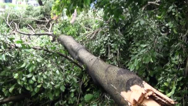 Fallen Trees Wreckage Daan Park Destroyed Typhoon Soulik Taipei Taiwan — Stock Video