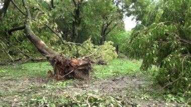 Tayvan 2013 'te Tayvan' daki Typhoon Soulik tarafından yıkılan ağaçların ve Daan parkının yıkıntılarının kökleri. Doğal afetler, tayfunlar, musonlar, kasırgalar hakkındaki videolar için mükemmel.