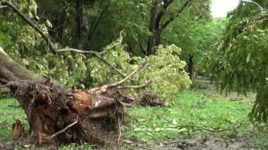 Taipei, Tayvan-13 Temmuz 2013: Yürüyen insanlar, devrilen ağaçların kökleri ve Daan parkının yıkıntıları Tayfun Soulik tarafından yok edildi, doğal afetler, tayfunlar, kasırgalar, Dan videoları için mükemmel
