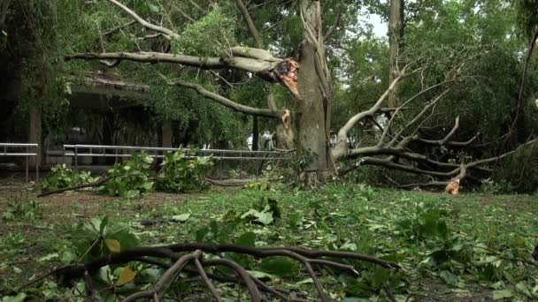 Fallna Träd Och Vrak Från Daan Park Förstörd Tyfon Soulik — Stockvideo