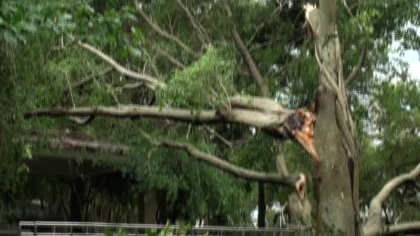 Gevallen Bomen Wrakstukken Uit Daan Park Vernietigd Door Typhoon Soulik — Stockvideo