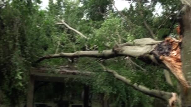 Gevallen Bomen Wrakstukken Uit Daan Park Vernietigd Door Typhoon Soulik — Stockvideo