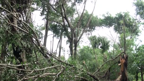Árvores Caídas Destroços Parque Daan Destruídos Pelo Tufão Soulik Taipei — Vídeo de Stock