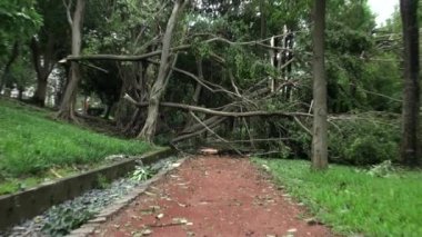 Tayvan 2013 'te Tayvan' da, Soulik tayfunu tarafından yıkılan ağaçlar ve Daan parkının enkazı. Doğal afetler, tayfunlar, musonlar, kasırgalar hakkındaki videolar için mükemmel.