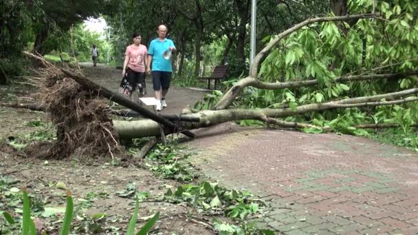 Taipei Taiwan Julho 2013 Pessoas Caminhando Raízes Árvores Caídas Destroços — Vídeo de Stock